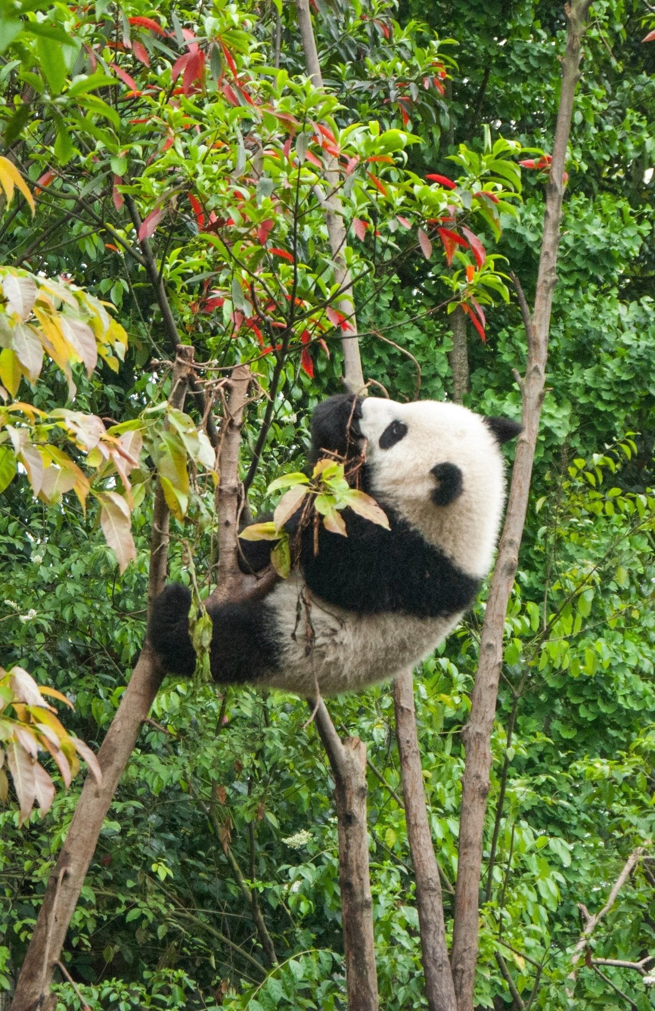 Chengdu